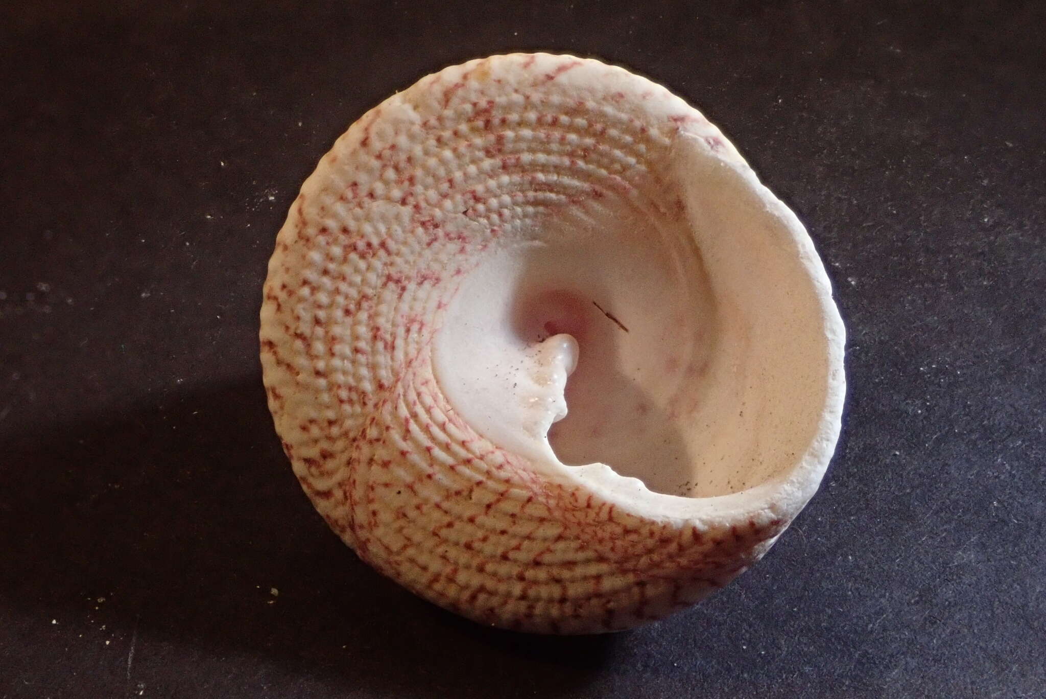 Image of maculated top shell