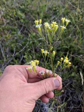 Image of goldenrod