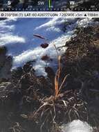 Image of darkbrown sedge