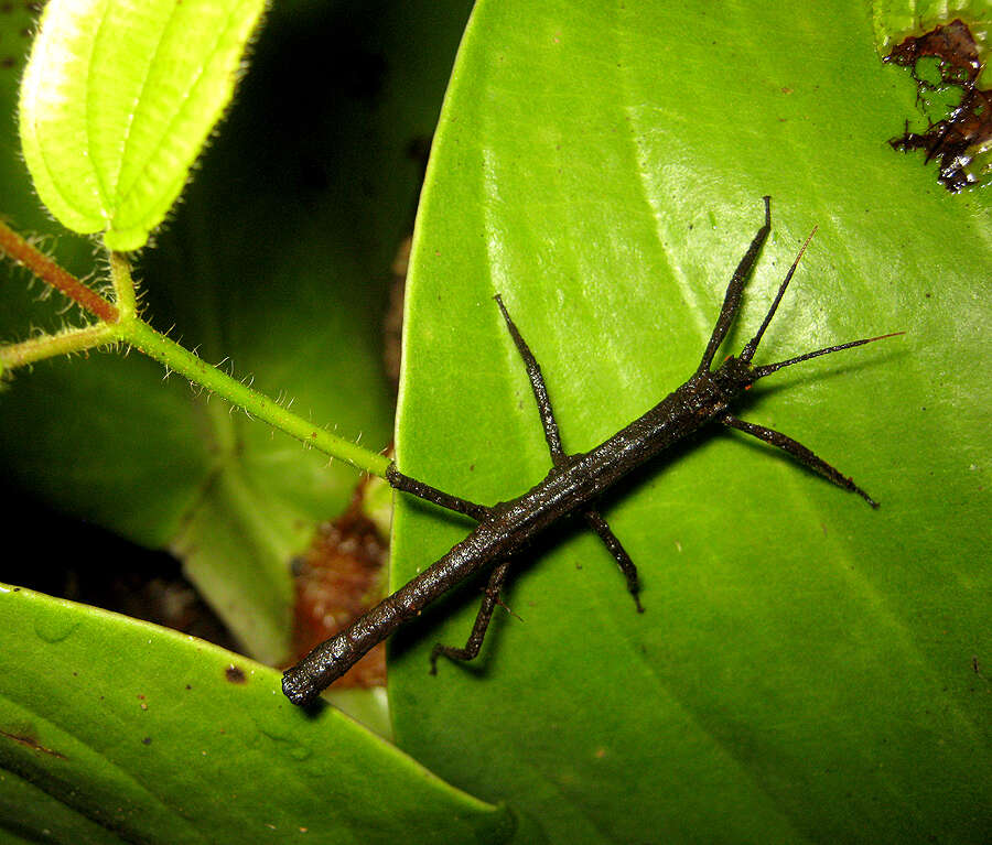 Image of Pylaemenes borneensis (Bragg 1998)