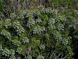 Image of Echium decaisnei Webb & Berth.