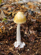 Image of Amanita sinicoflava Tulloss 1988