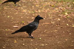 Imagem de Corvus macrorhynchos Wagler 1827