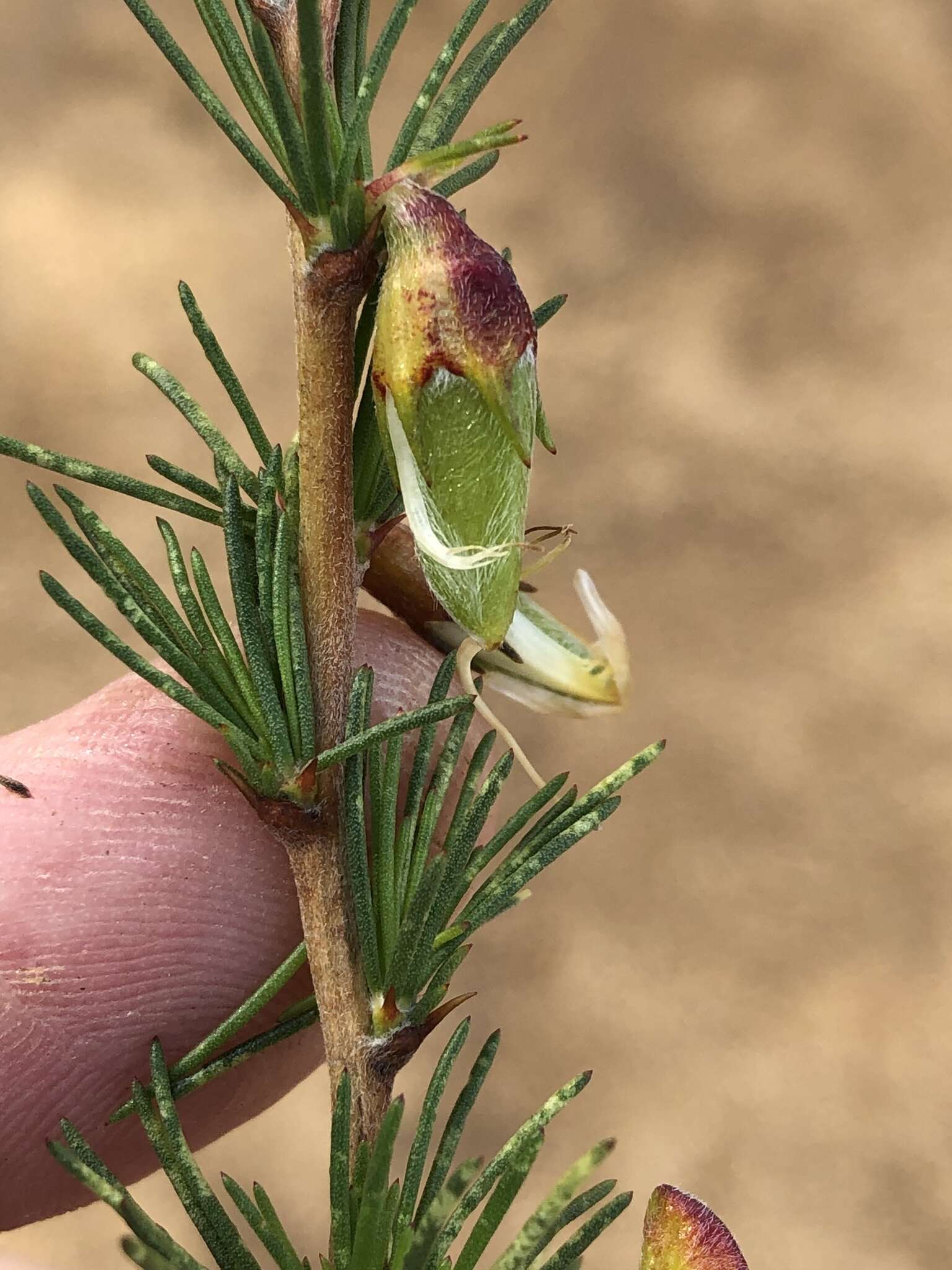 Image of Aspalathus uniflora subsp. willdenowiana (Benth.) R. Dahlgren