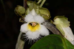 Image of Drymonia brochidodroma Wiehler