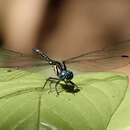 Imagem de Phyllothemis eltoni Fraser 1935