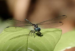 Image of Phyllothemis Fraser 1935