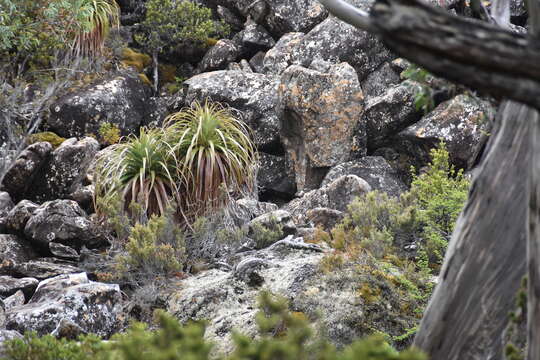 Sivun Richea pandanifolia Hook. fil. kuva