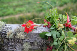 Tropaeolum speciosum Poepp. & Endl. resmi