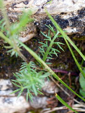 Achillea atrata L. resmi