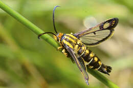 Image of Pyropteron triannuliformis (Freyer 1843)