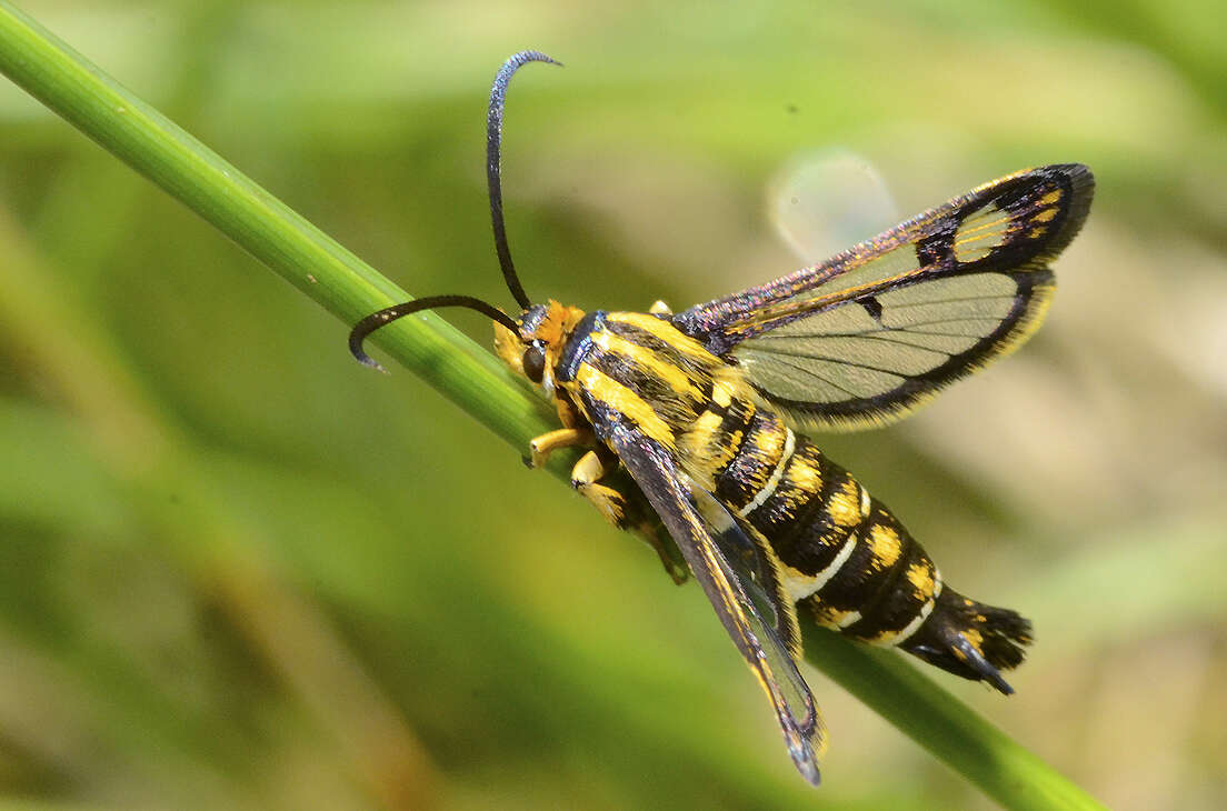 Image of Pyropteron triannuliformis (Freyer 1843)