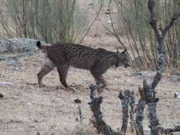 Image of Iberian lynx