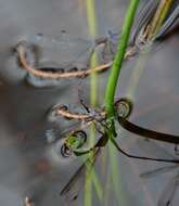 Image of Carolina Spreadwing