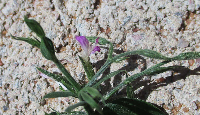 Image of Dicliptera paniculata (Forssk.) I. Darbysh.