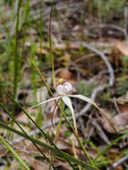 Image of Graceful spider orchid