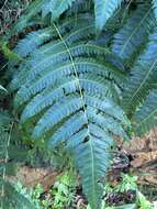 Imagem de Cyathea horrida (L.) Sm.