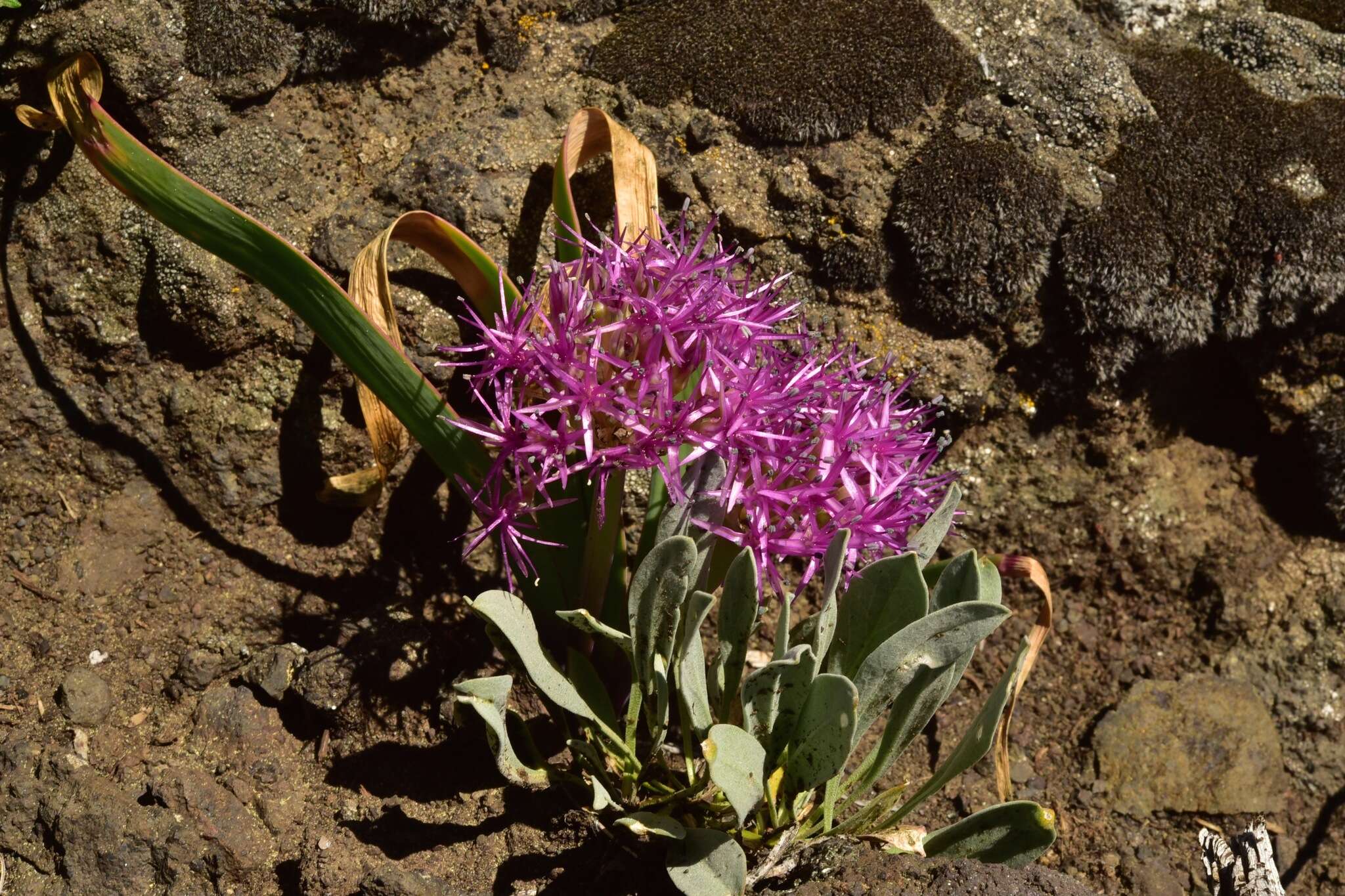 Image de Allium platycaule S. Watson