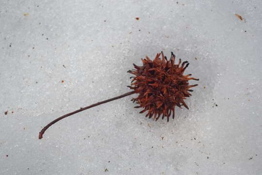 Image of American Sweetgum