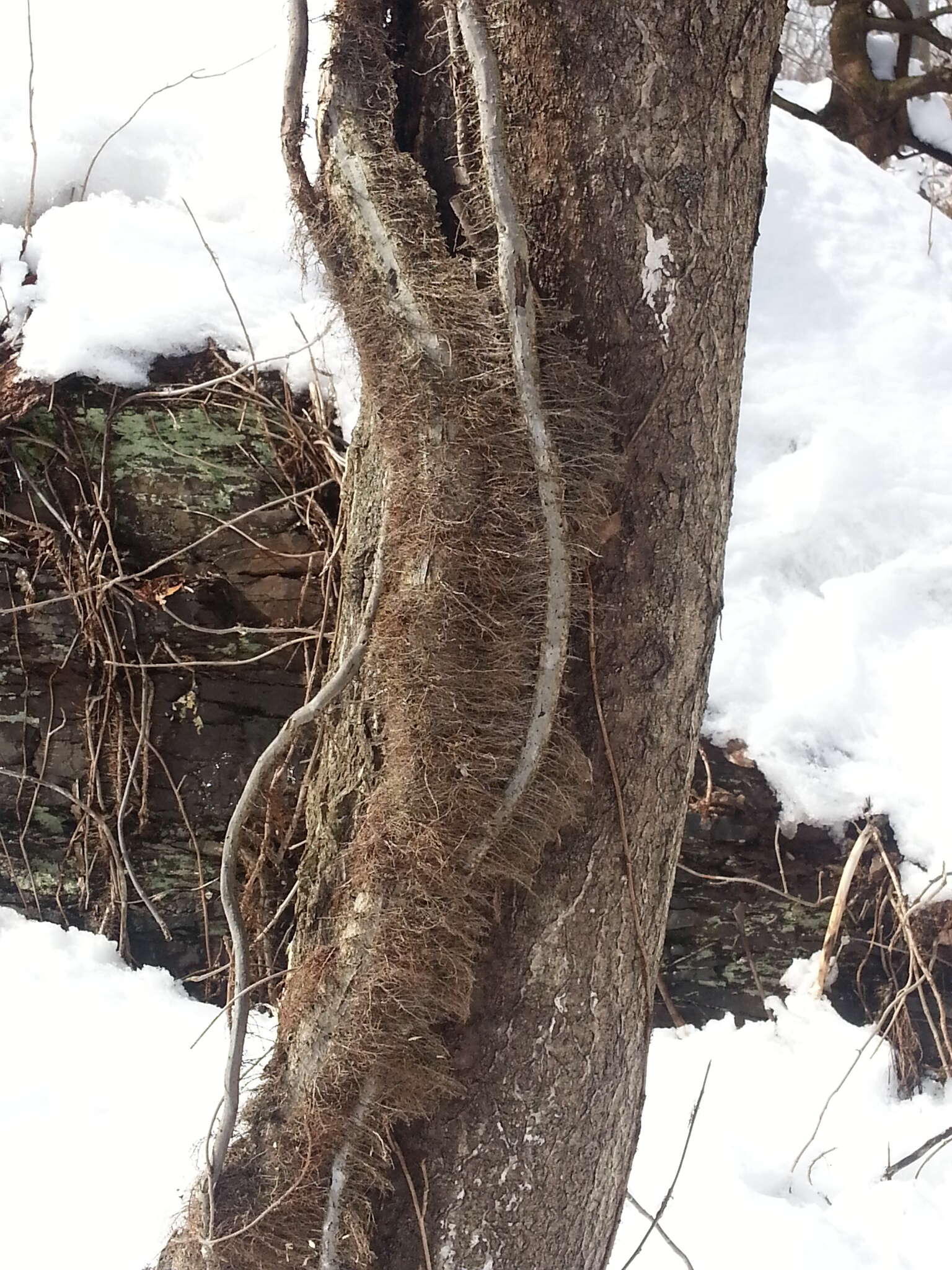 Image of eastern poison ivy