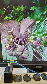 Image of black bat flower