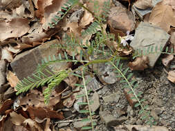 Image of blister vetch