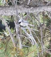 Image of Mountain Chickadee