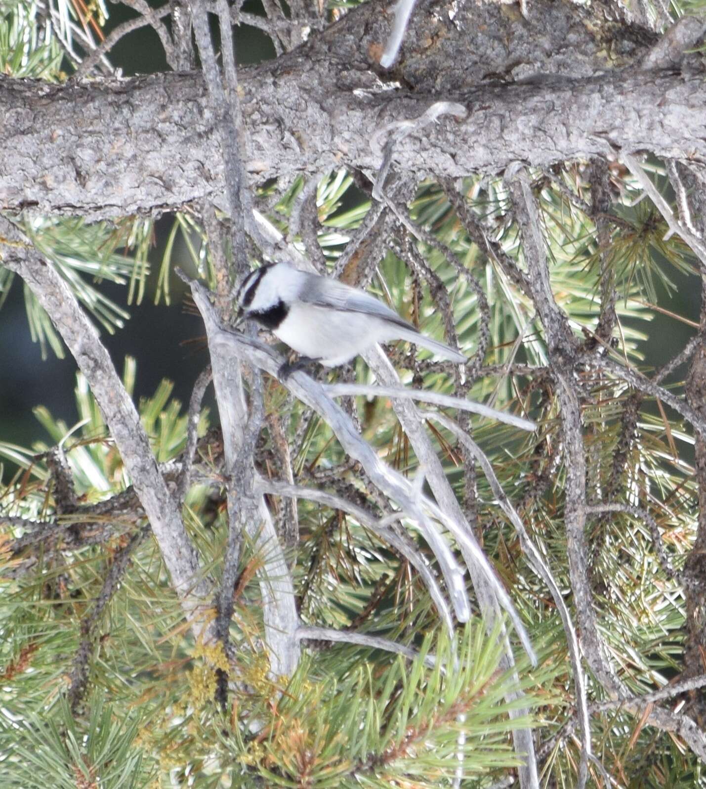 Image of Mountain Chickadee