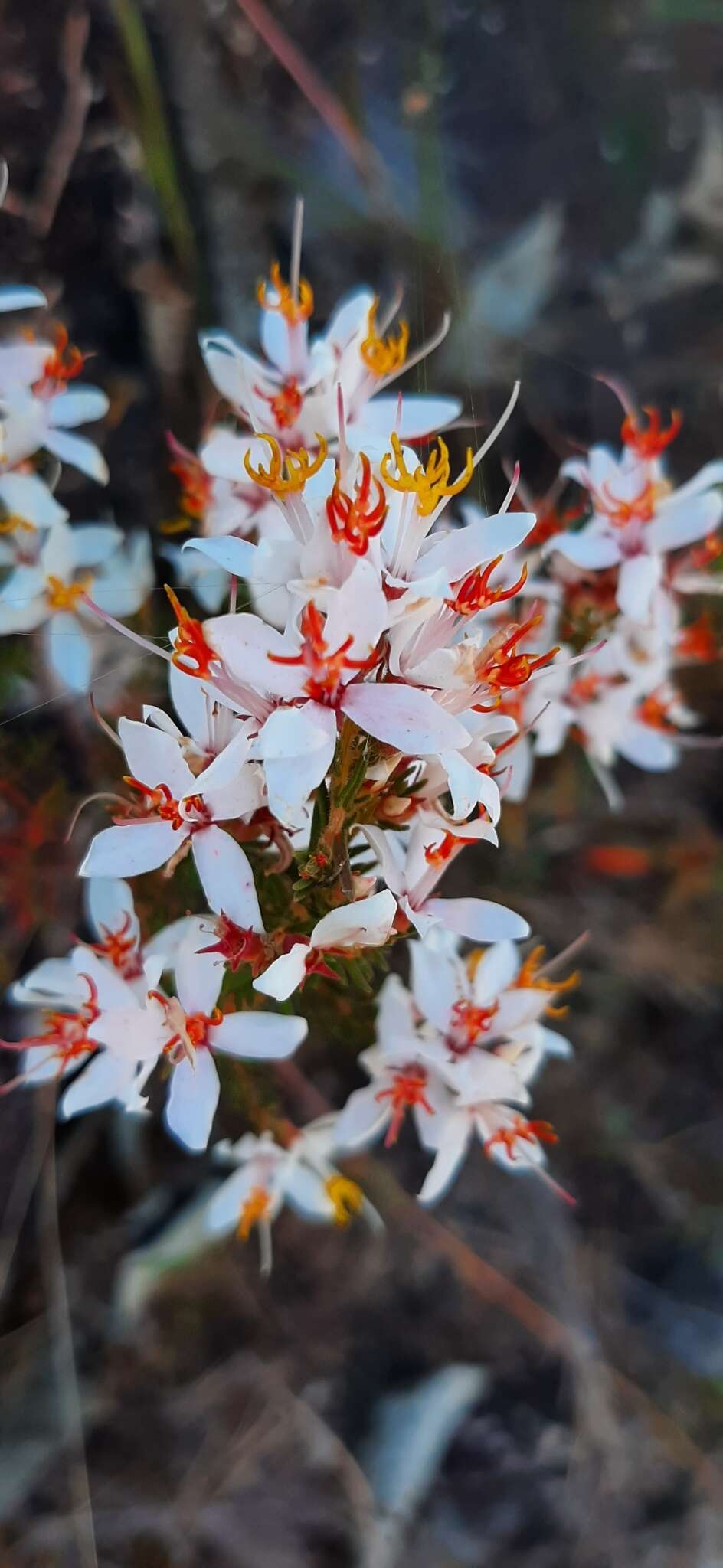 Imagem de Marcetia taxifolia (A. St.-Hil.) DC.