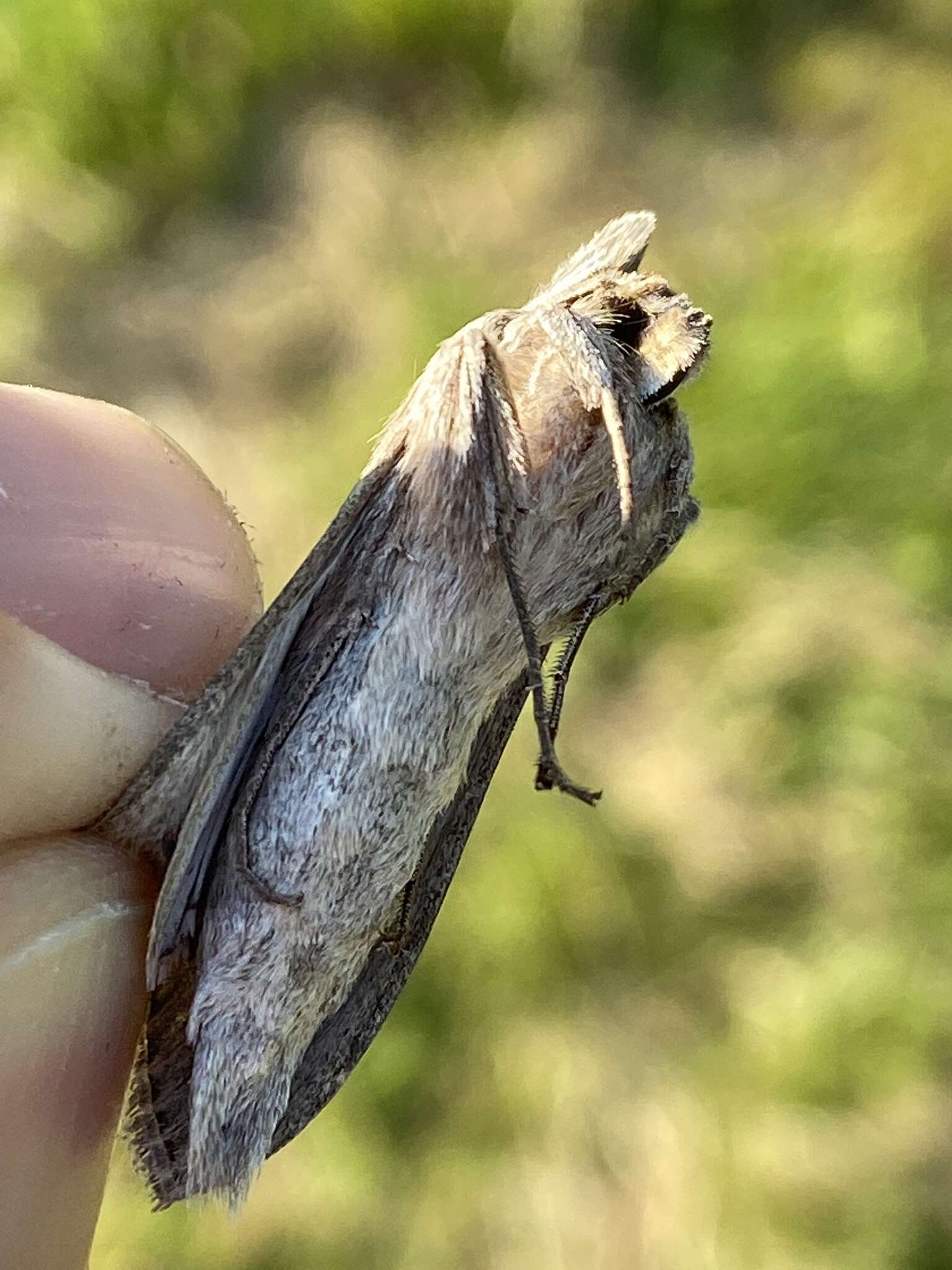 Cucullia umbratica Linnaeus 1758 resmi