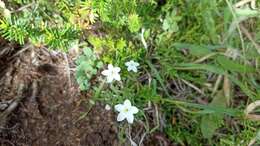 Image of Centaurium scilloides (L. fil.) Samp.