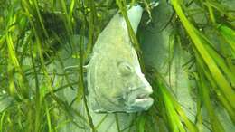 Image of Starry Flounder