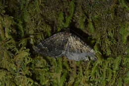 Hydriomena hemizona resmi