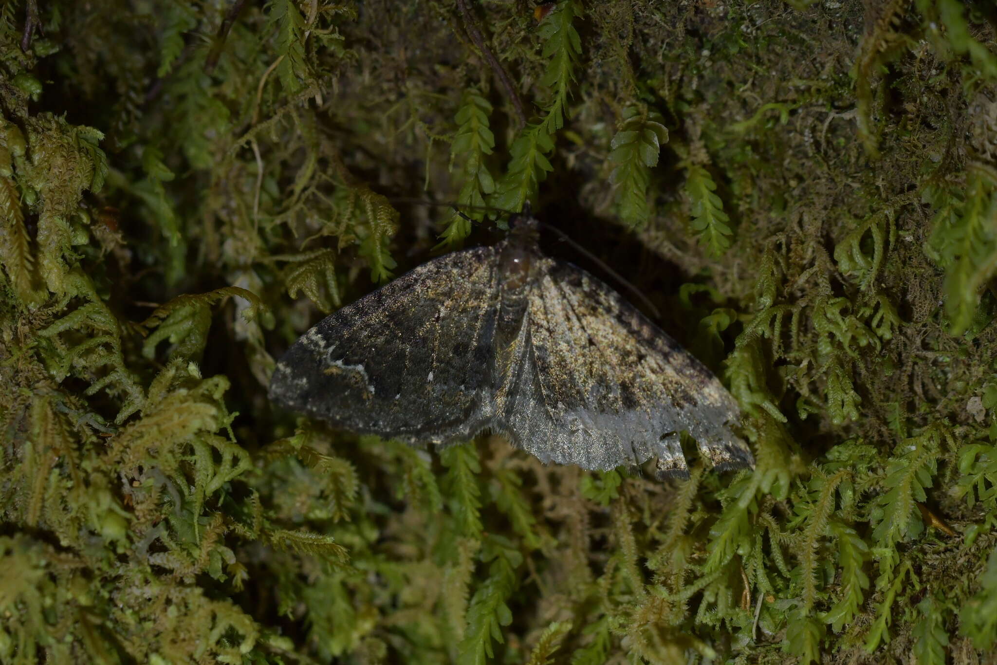 Hydriomena hemizona resmi