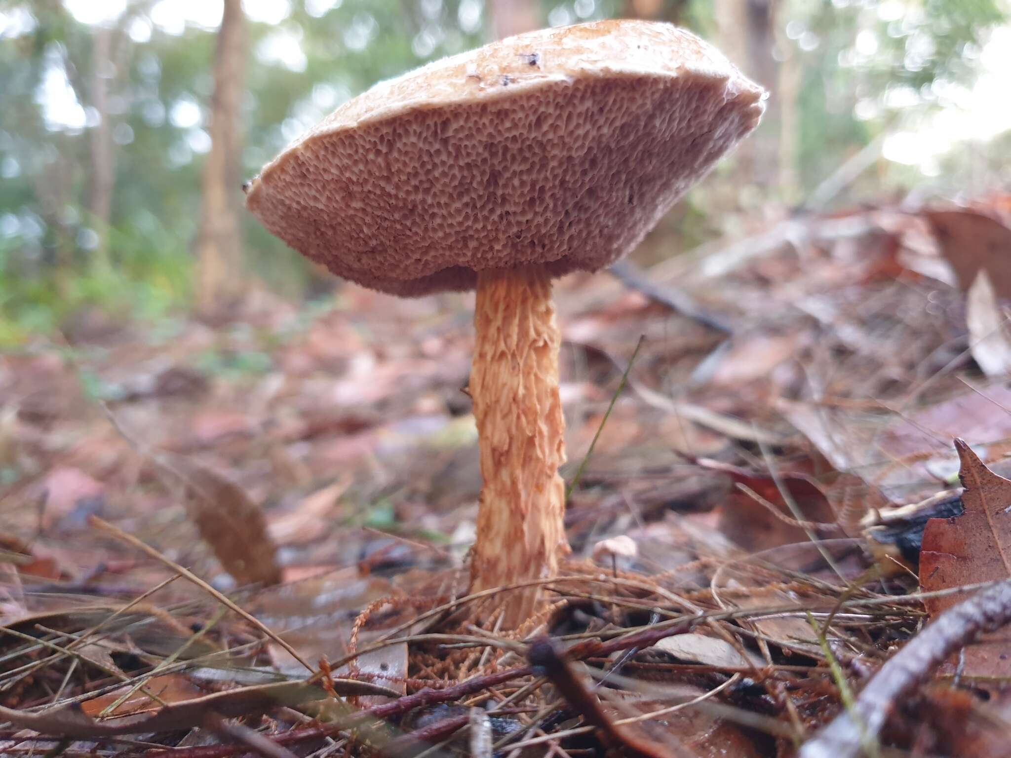 Image of Austroboletus lacunosus (Kuntze) T. W. May & A. E. Wood 1995