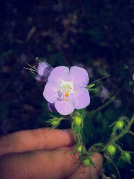 Phacelia bipinnatifida Michx. resmi