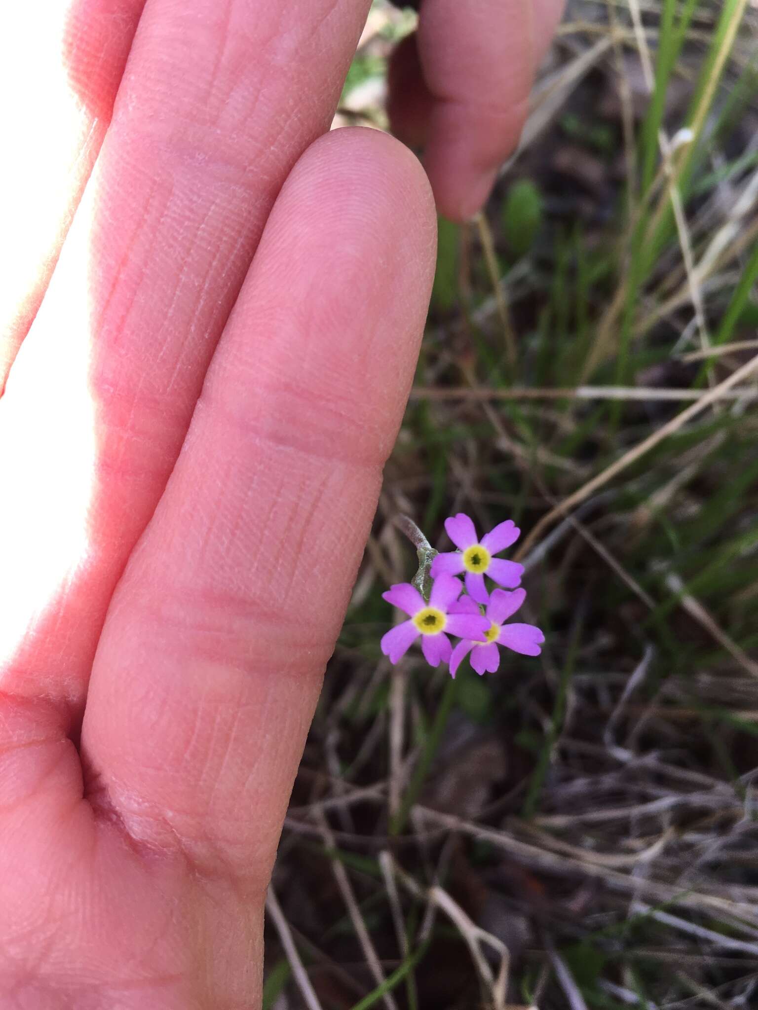 Plancia ëd Primula scandinavica Brunn.