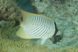 Image of Acropora Butterfly