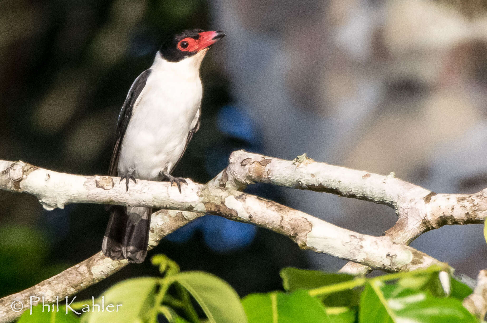 Image of Black-tailed Tityra