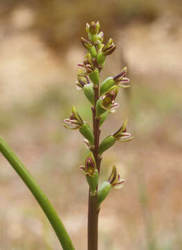 Imagem de Prasophyllum colensoi Hook. fil.