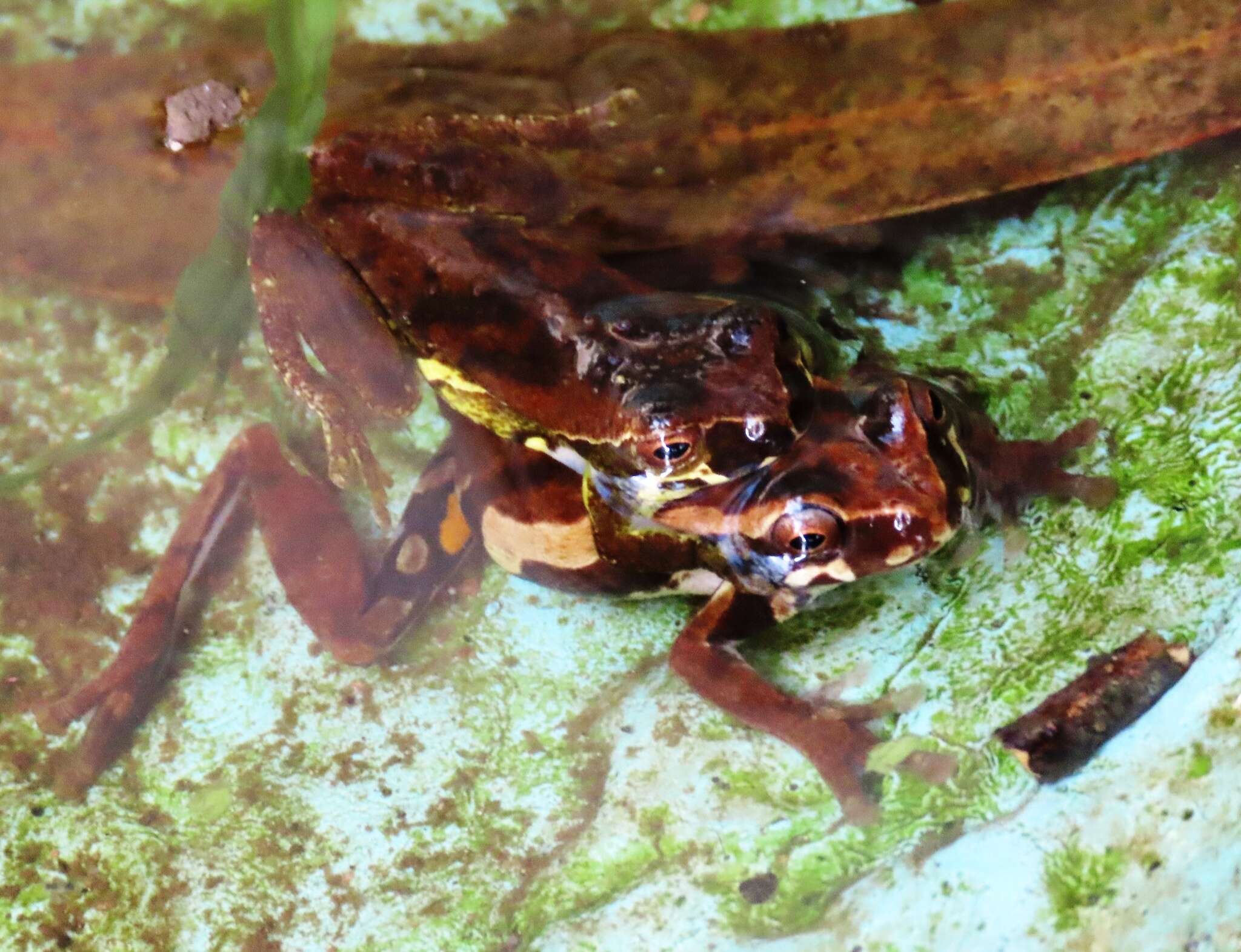 Image de Dendropsophus luteoocellatus (Roux 1927)