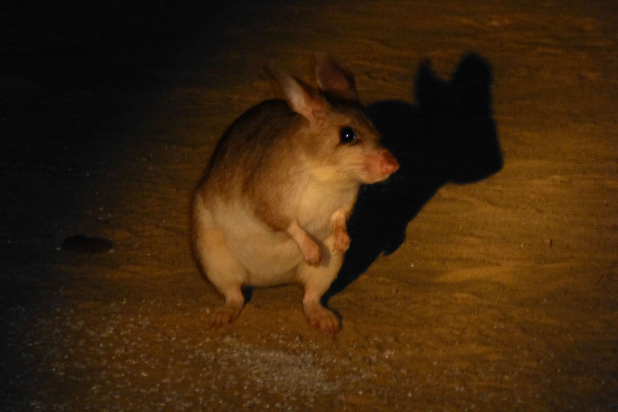 Image of Malagasy Giant Jumping Rat