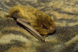 Sivun Pipistrellus abramus (Temminck 1838) kuva