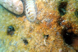 Image of contracted chiton