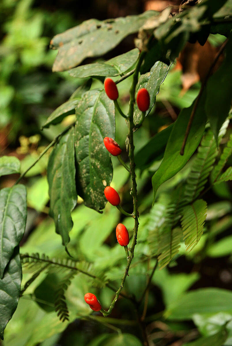 Image of Urobotrya sparsiflora (Engl.) Hiepko