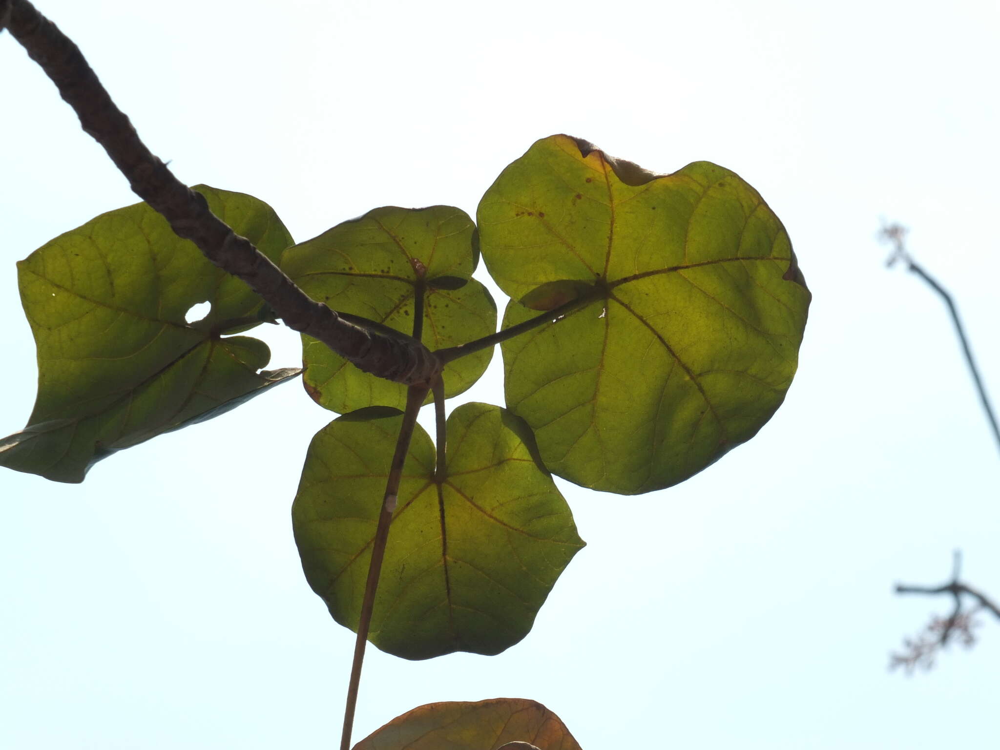 Image of Firmiana colorata (Roxb.) R. Br.