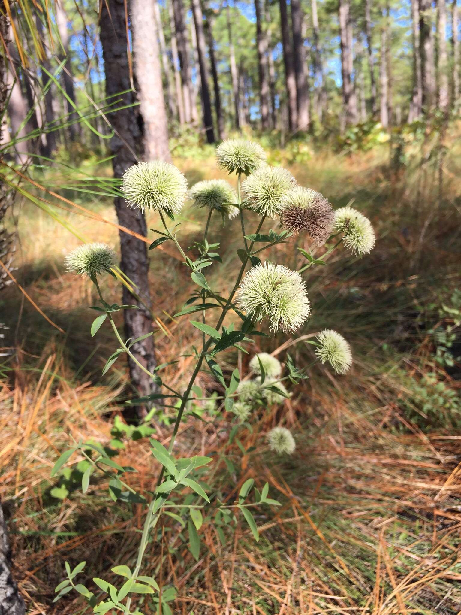 Image of Appalachian Mountain-Mint