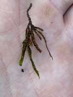 Image of obtuseleaf scleropodium moss