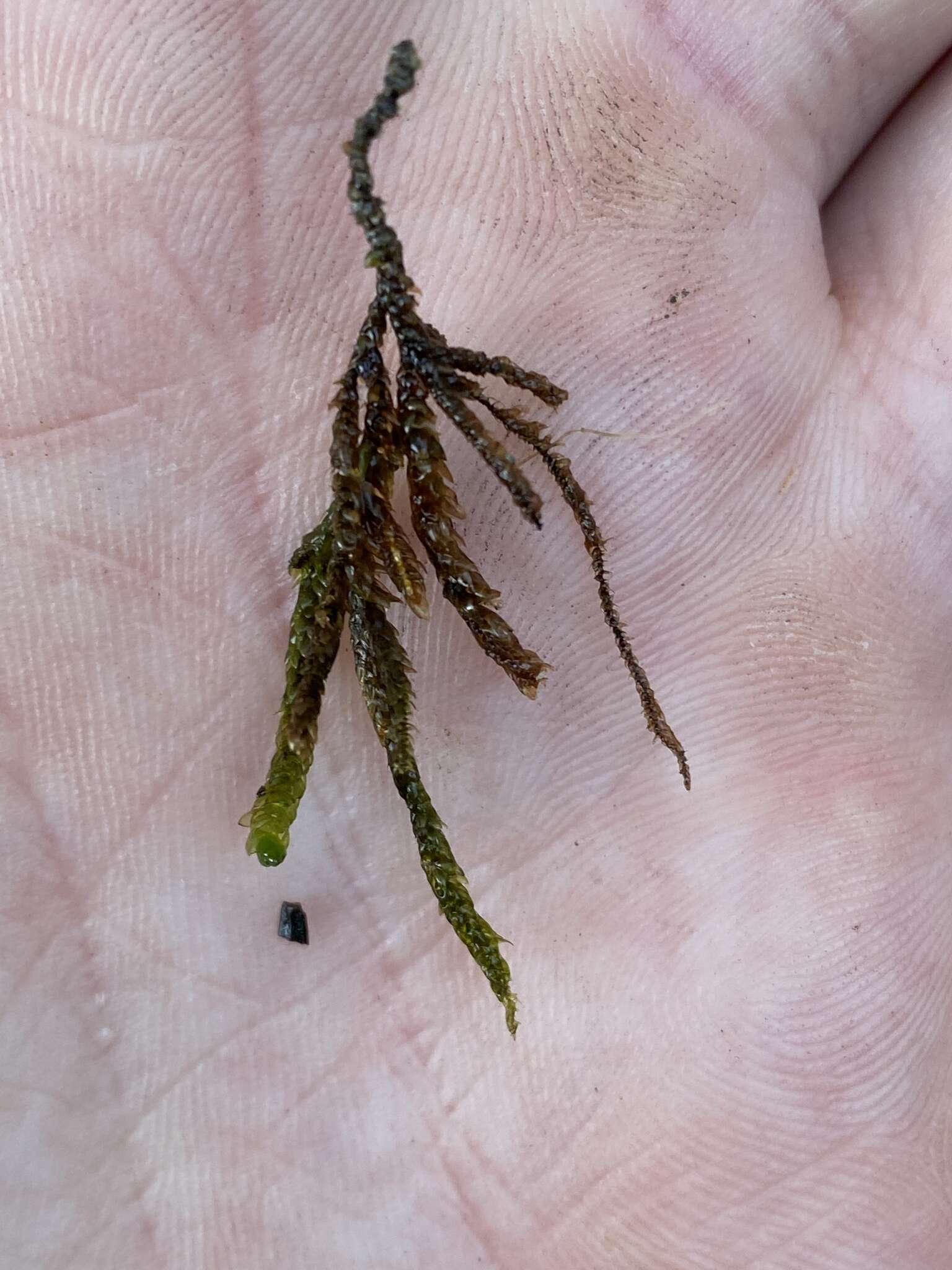 Image of obtuseleaf scleropodium moss