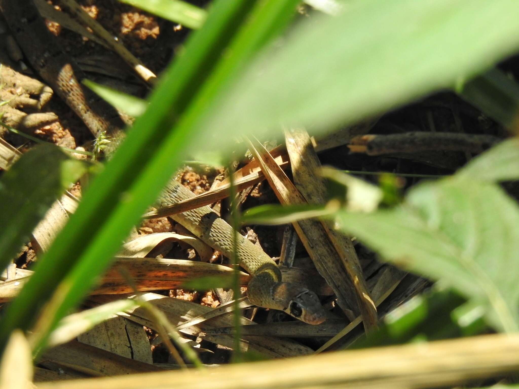 Image of Wynad Keelback